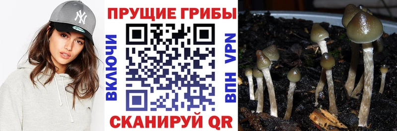 продажа наркотиков Западная Двина Псилоцибиновые грибы GOLDEN TEACHER